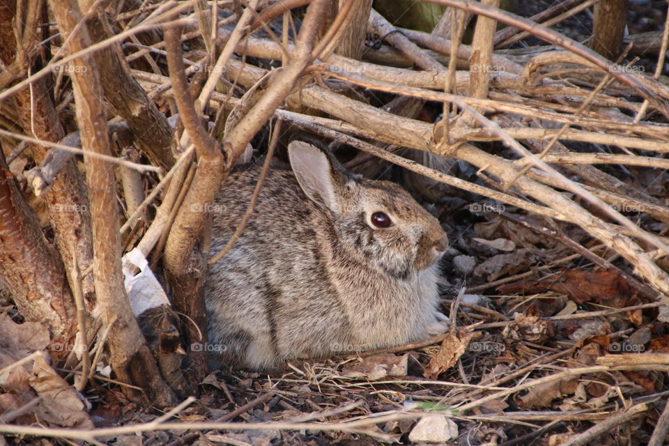 Spring rabbit is under a bush outside