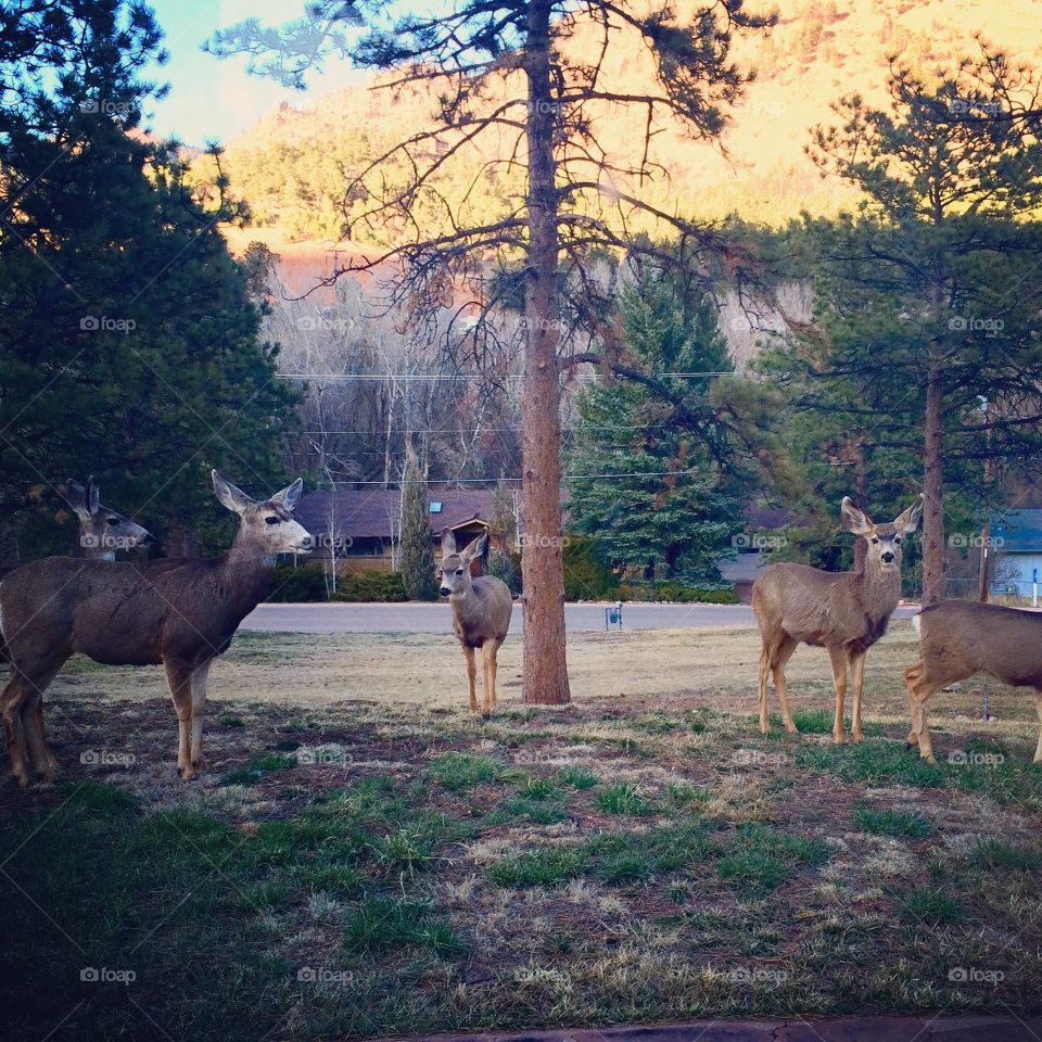 Well, hello there. These deer came to hang out at our cabin one day in Chipita Park, Colorado & it was so much fun!