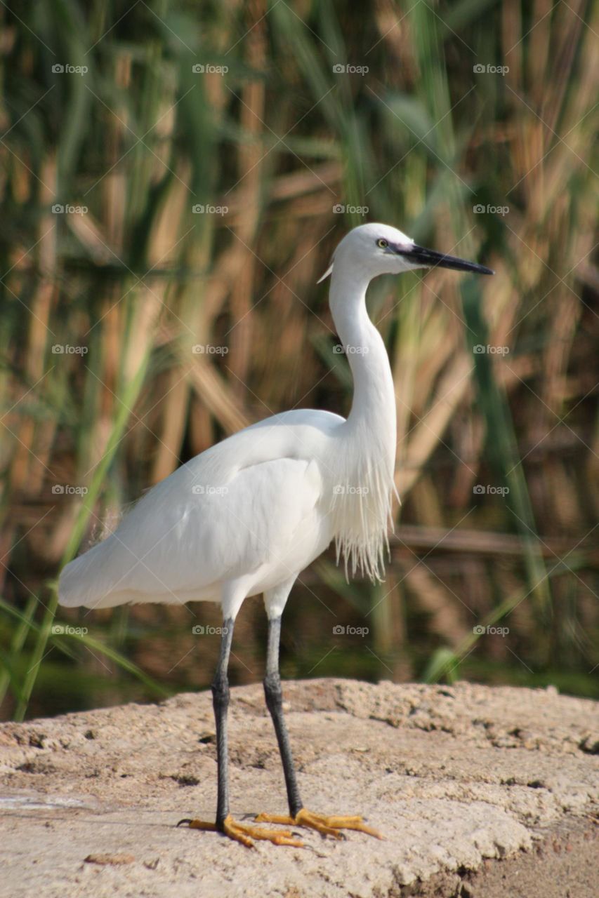 great egret loving the afternoon sun