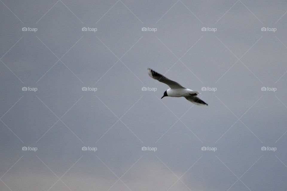 flight of seagulls over the river