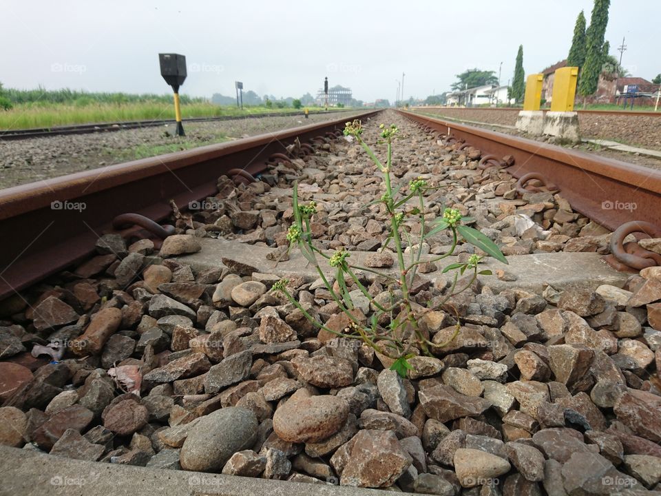 plants on the rails