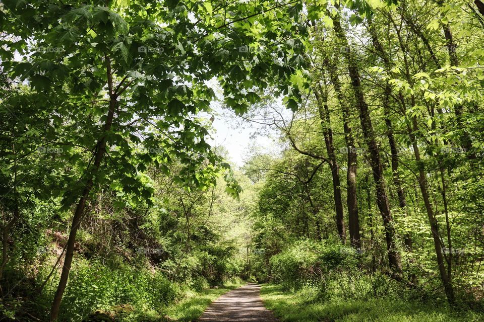 Walking path through forest. 