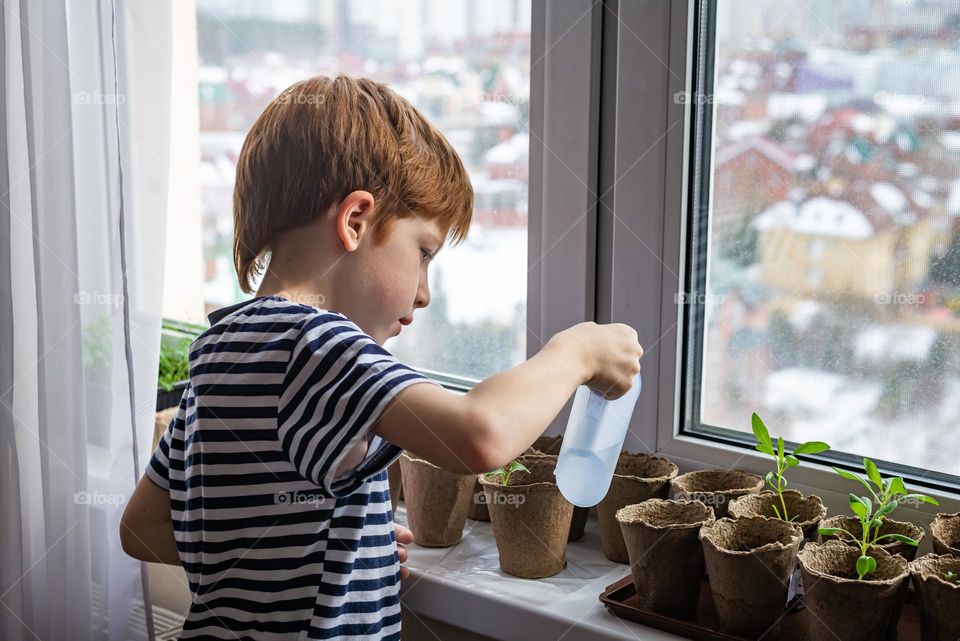 Home gardening. Child red-haired boy 7-8 years old watering seedlings on the windowsill in eco peat pots. grown plants flowers