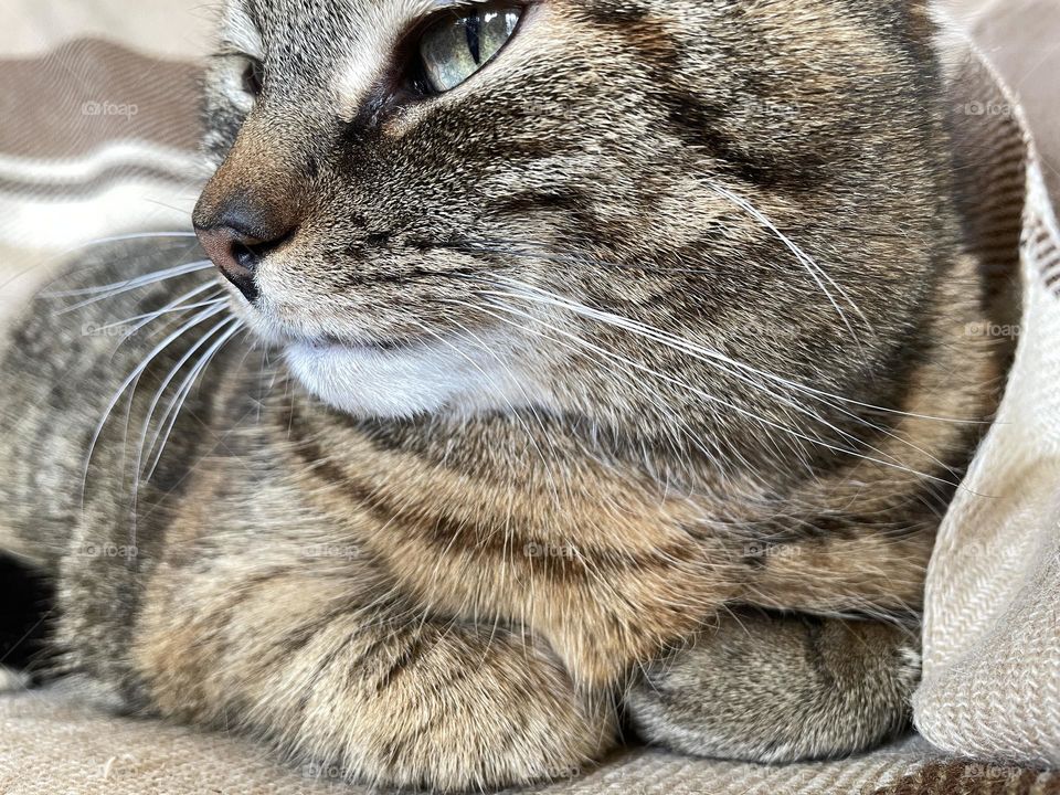 Portrait of a tabby cat 
