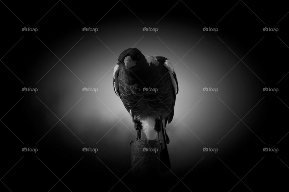 Magpie in vignette black and white 