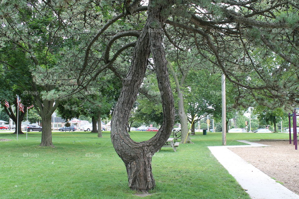 twisted pine tree