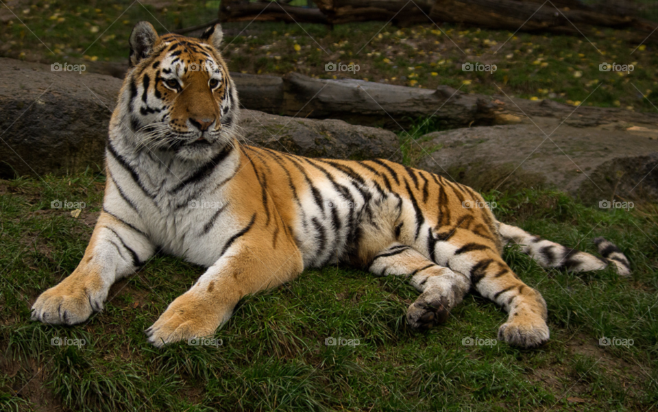 colourful tiger africa mammal by gaillewisbraznell