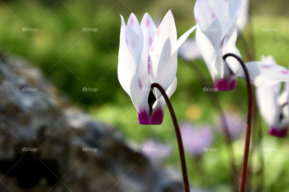 Cyclamen 