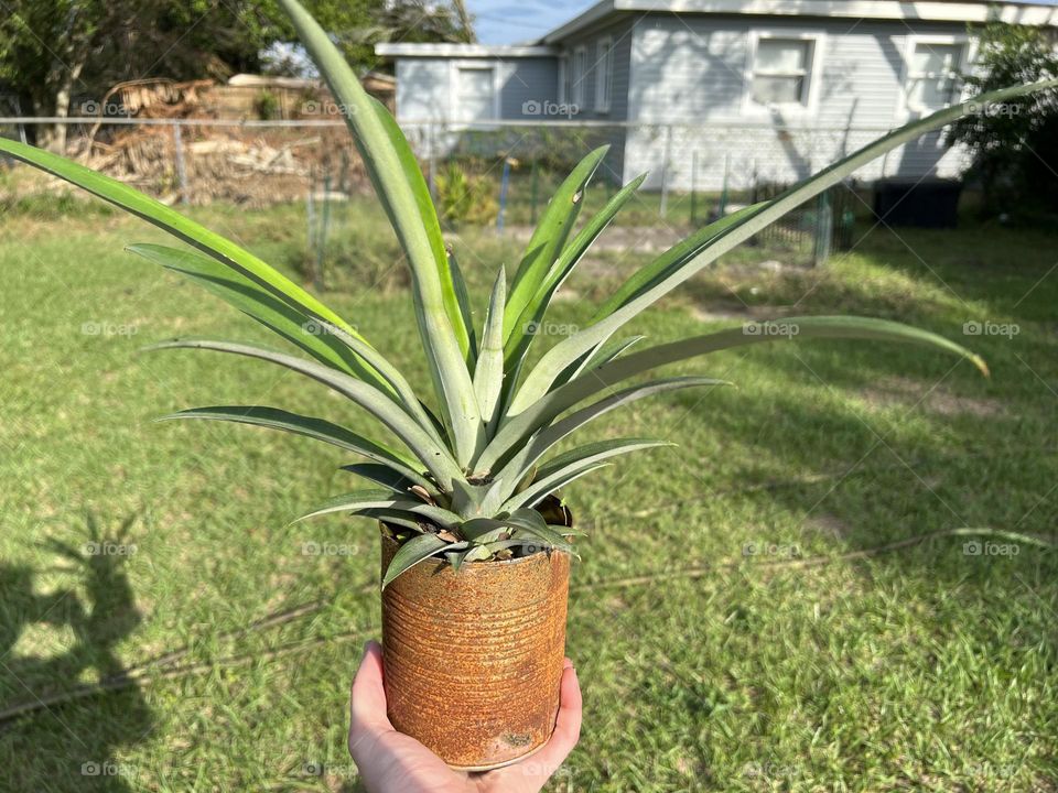 Pineapple plant getting ready to welcome it’s new home in the garden 