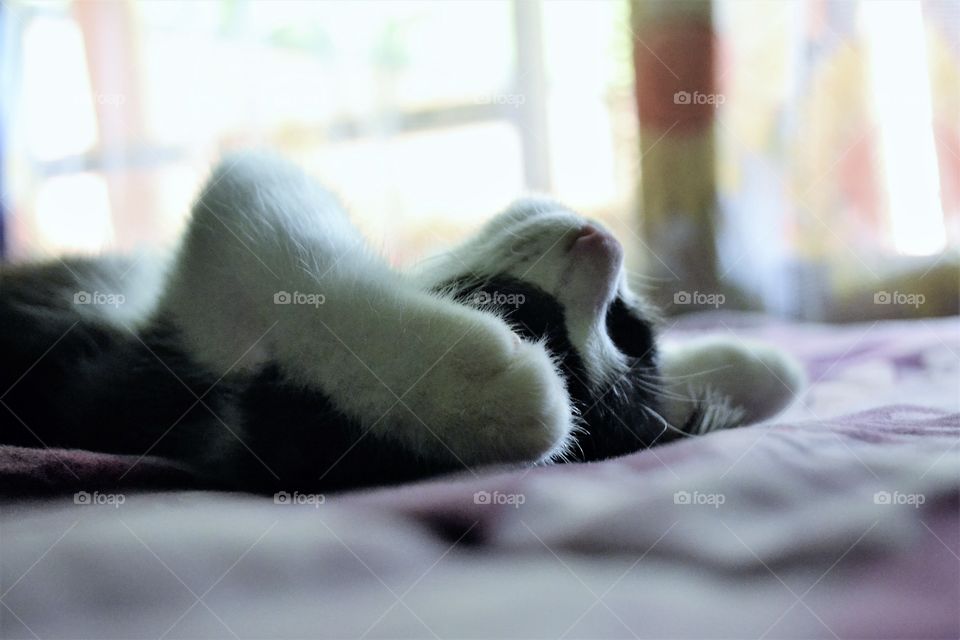 sleepy kitty happy kitty purr purr purr