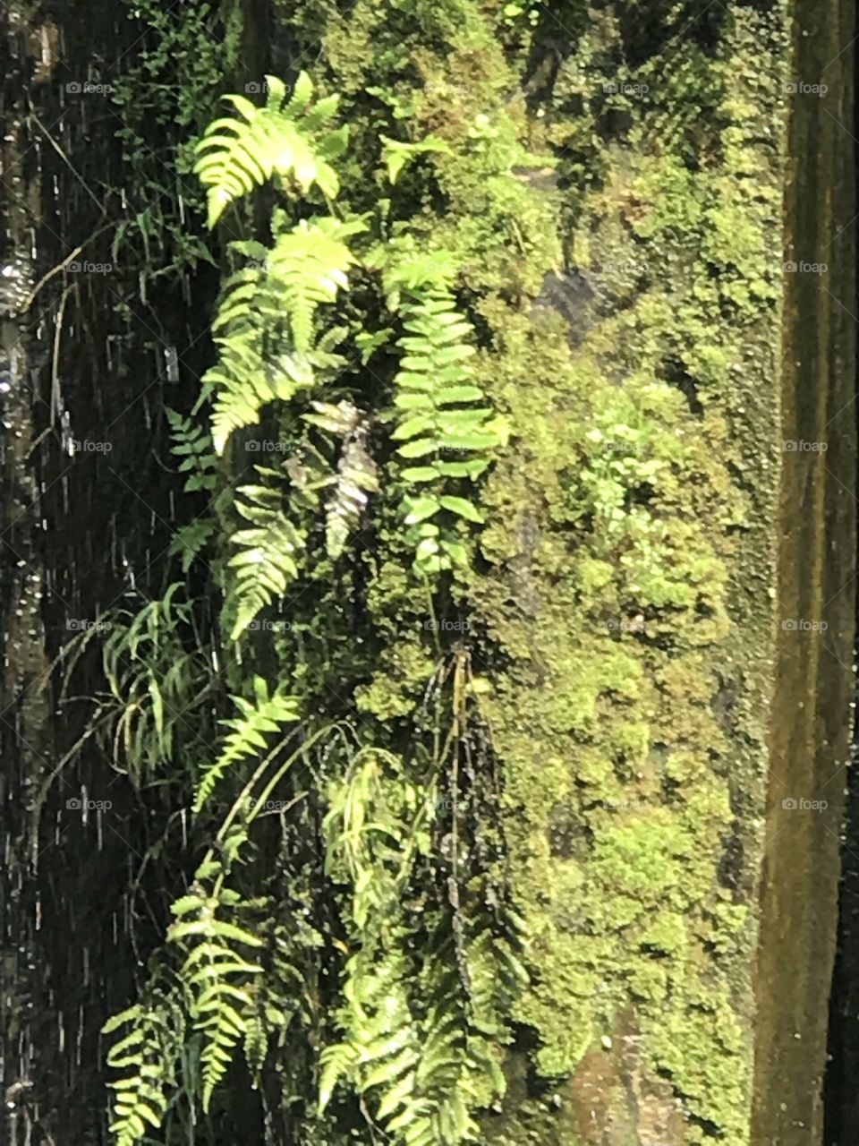 Green detail at waterfall - Chi Lin nunnery Hong Kong