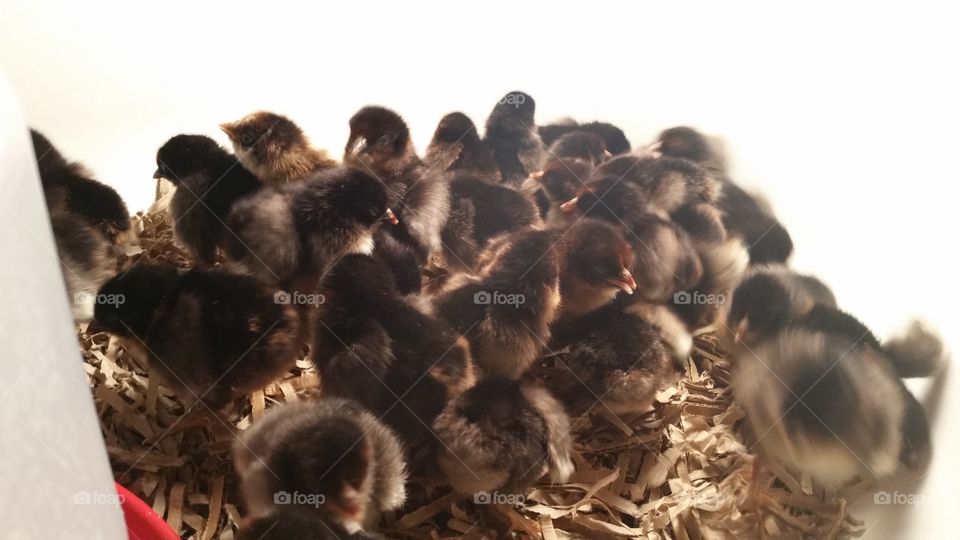 Partridge Rock Bantam Chicks