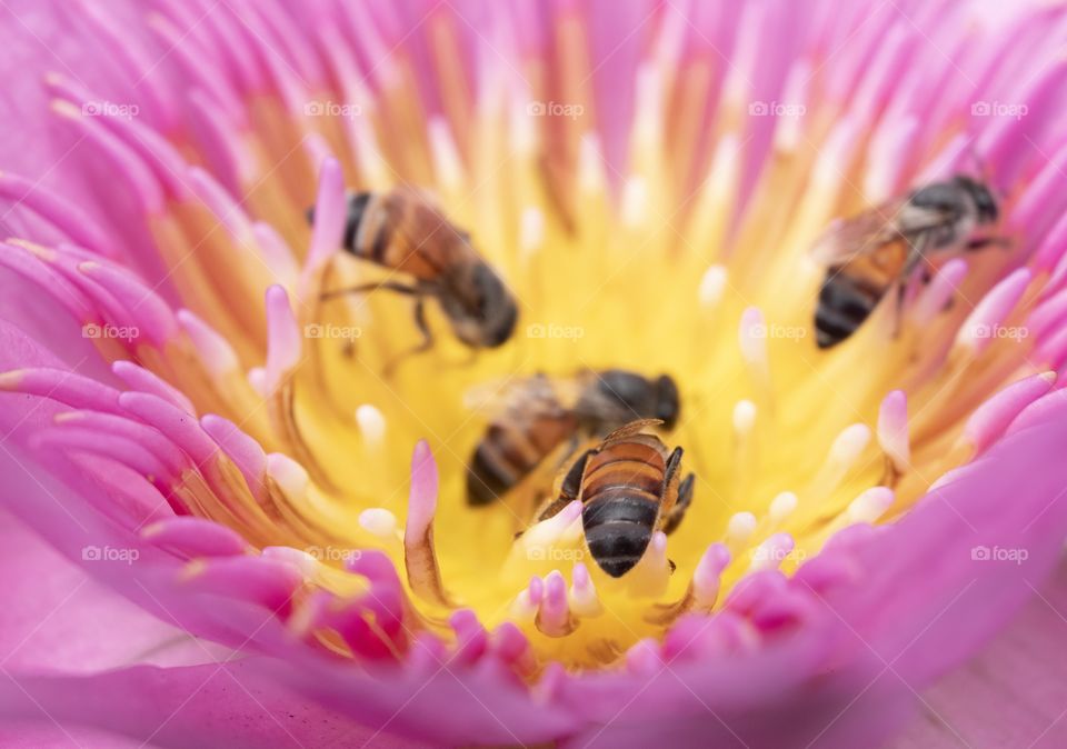 Bee are finding honey inside lotus