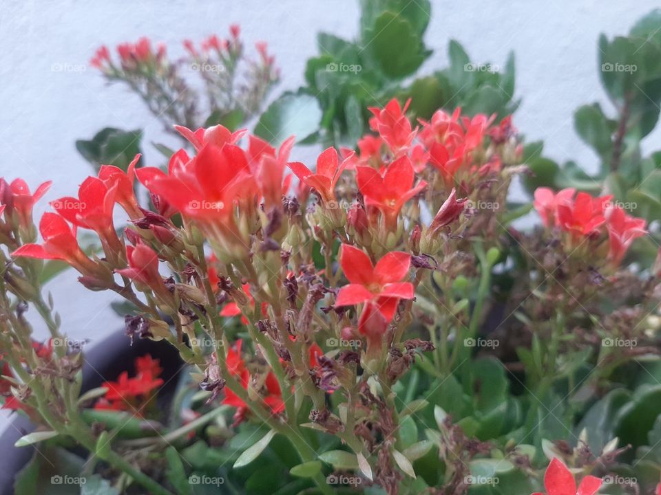 flowers born at home😊🥰