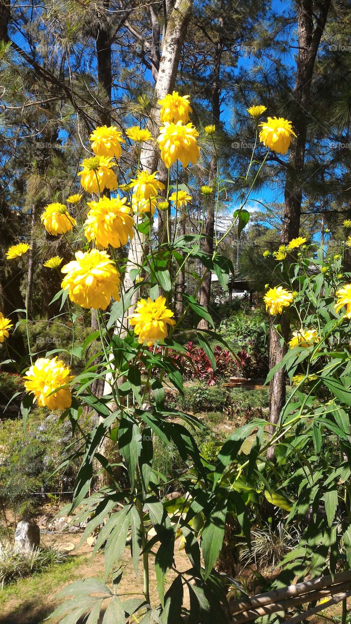 yellow flowers in the garden