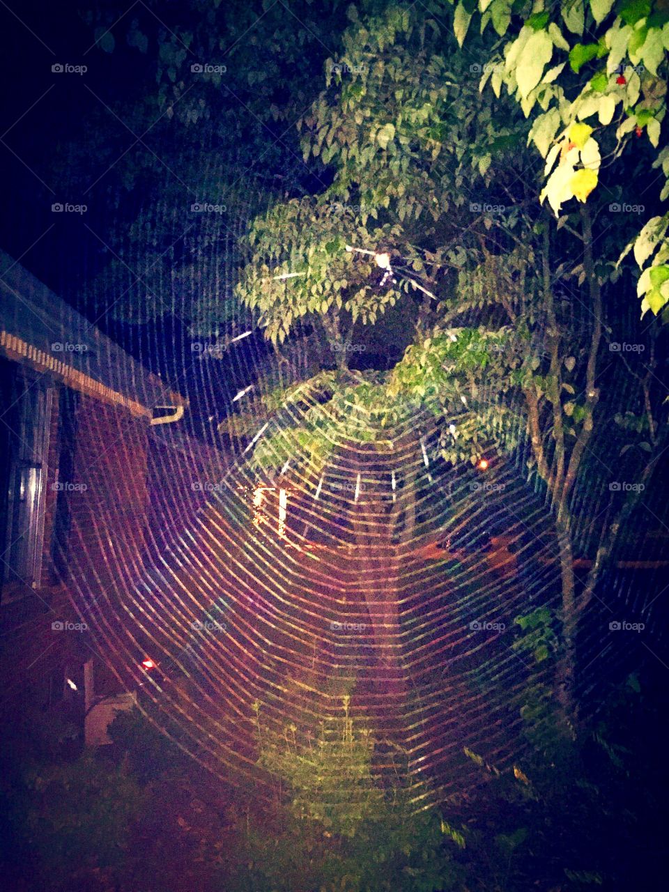 Spider web at night 