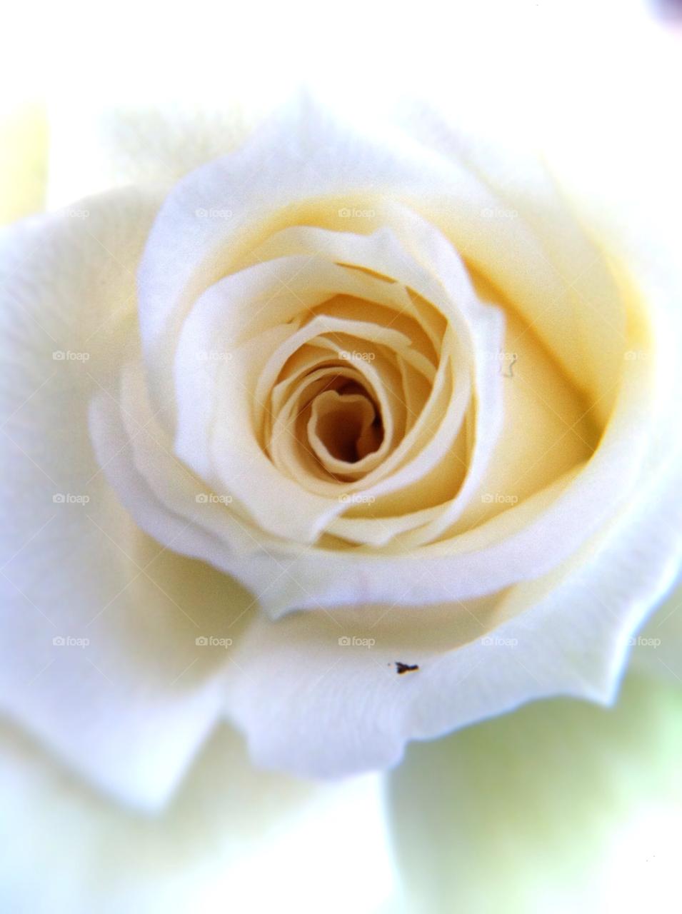 garden nature flower macro by cyrano