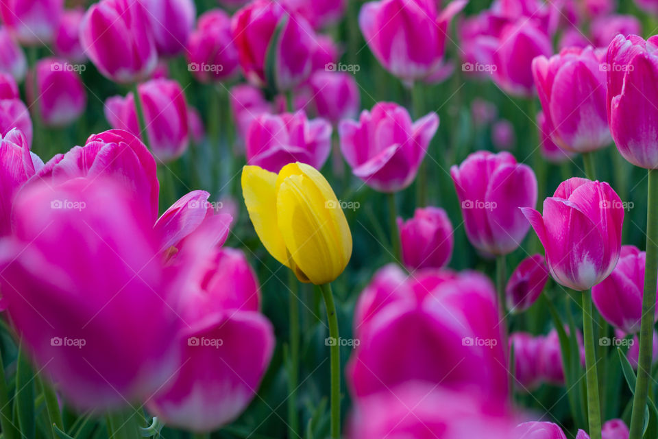 Unlike the rest, a yellow tulip among pink