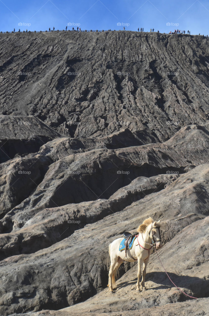 A horse near the crater of Mount Bromo, Indonesia.