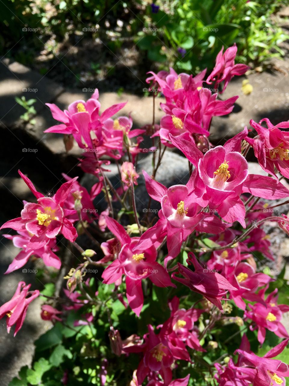 Pink flowers