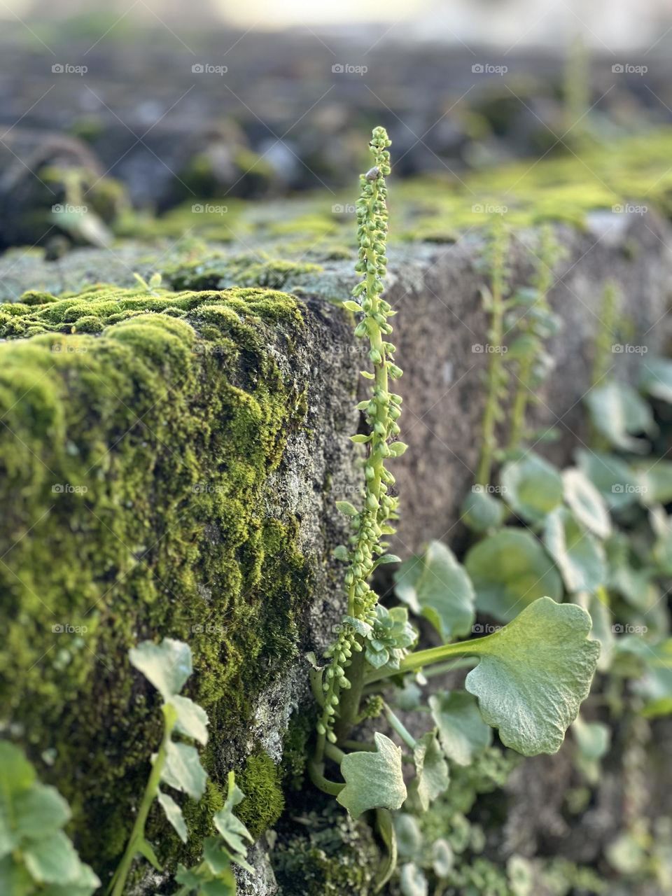fern and fern allies