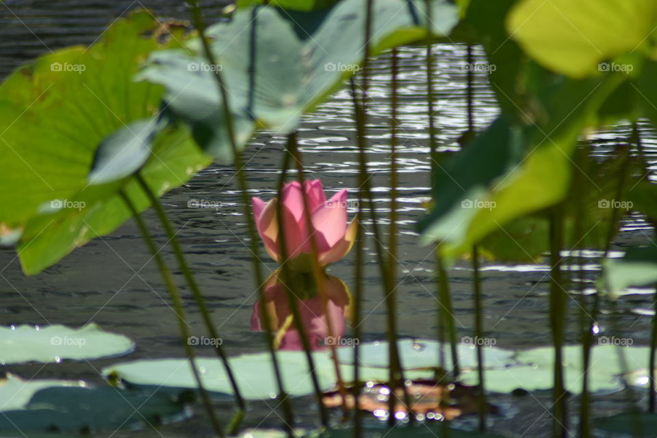 Lilly pad