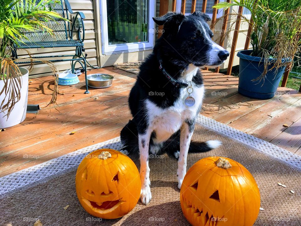 Piper the border collie being a good dog and posing with Halloween Jack-O-Lanterns. 