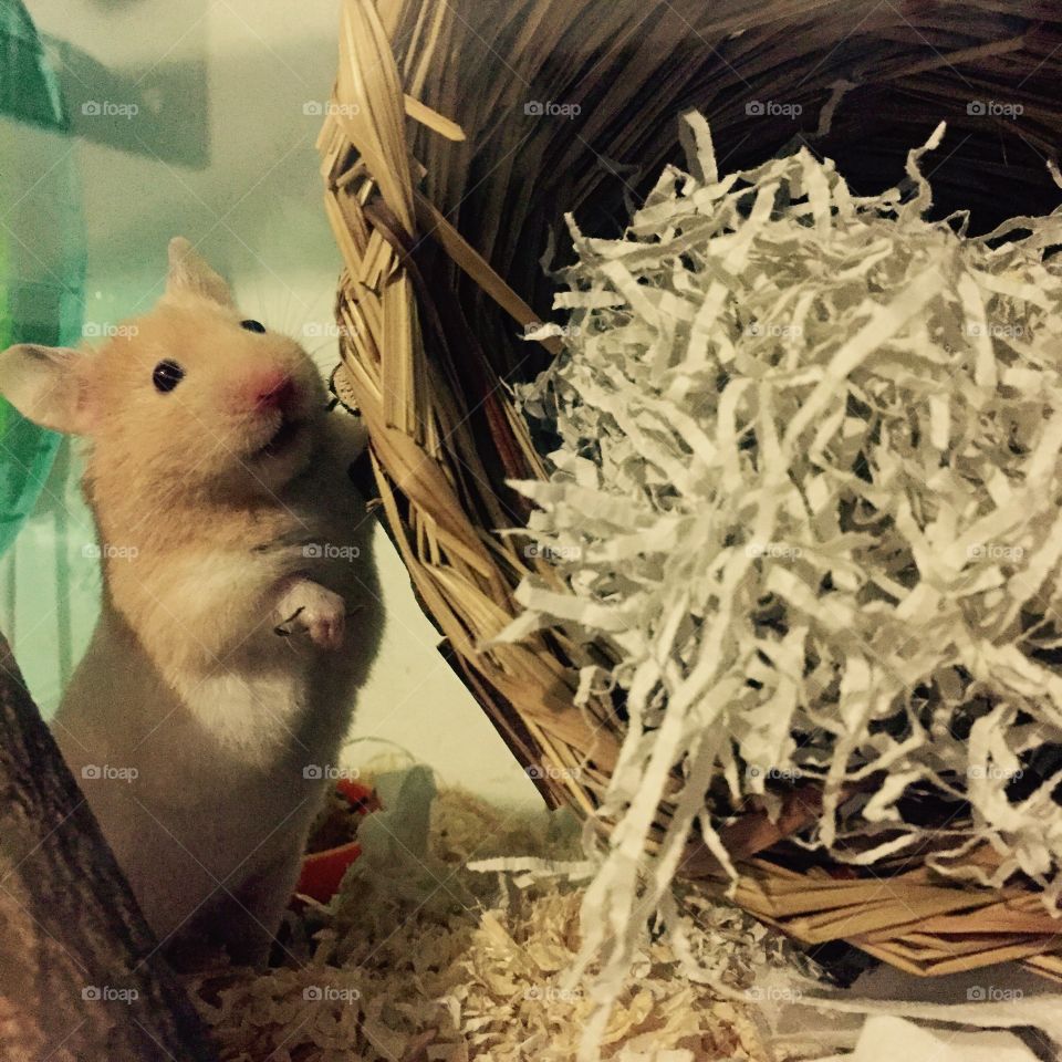 A hamster welcoming you in to her nest 