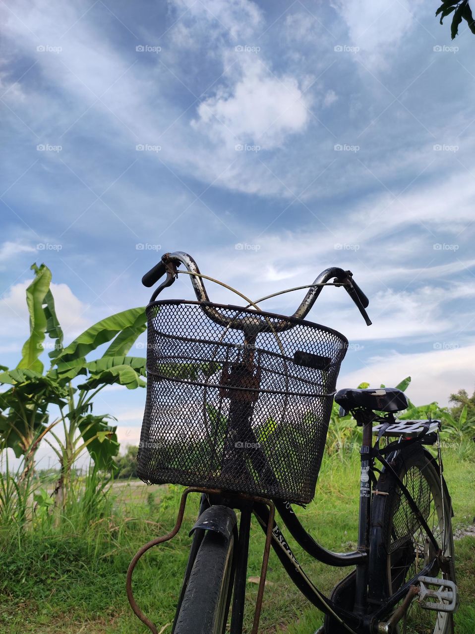 old bicycle in the middle of a rice field