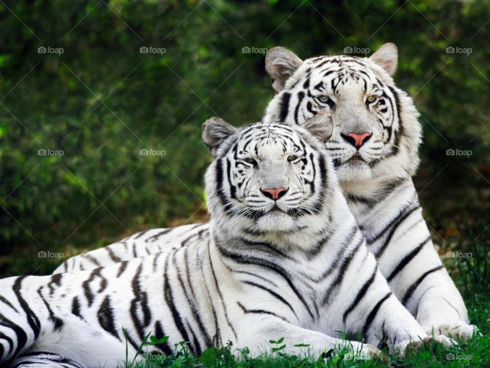 Tigres Blancos