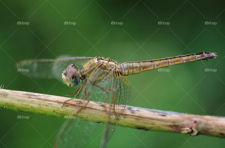 Scarlet skimmer. Adult aged female species of dragonfly. The skin colour of species is dusky and looks for terrible . Yellow's dirt and good friendly with the brown. Interest perching on at the grass of ground near the river .