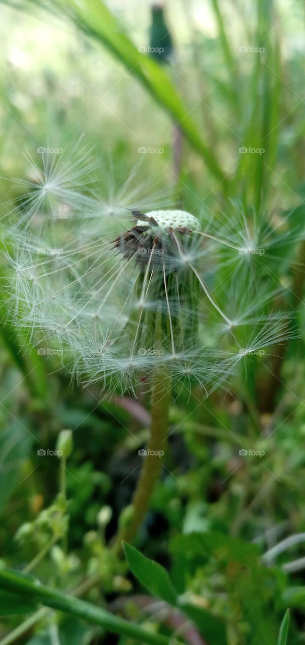 dandelion