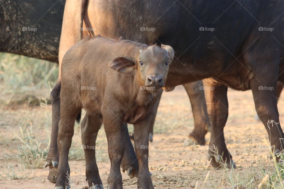 I don't care what people say, but a baby buffalo is the cutest living creature in Africa.