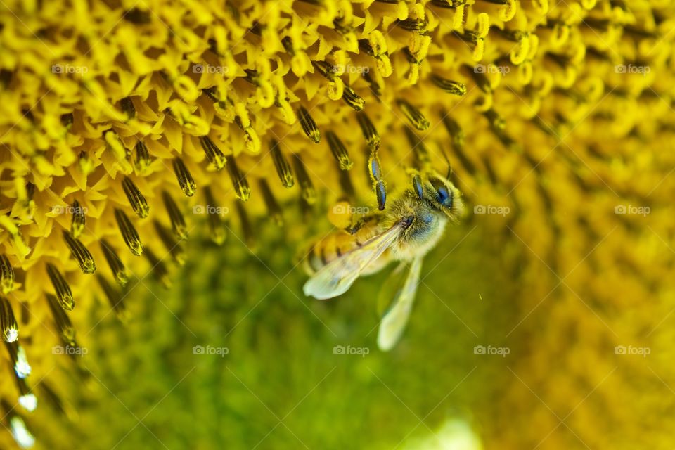 Bee on sunflower
