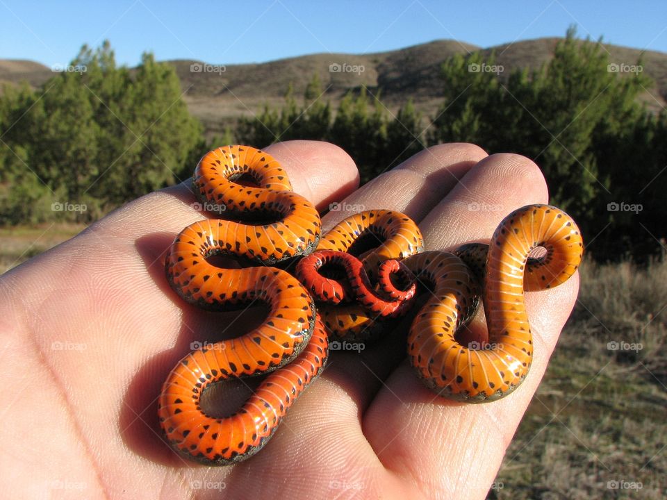 Ring neck snake Riverside Co. California 