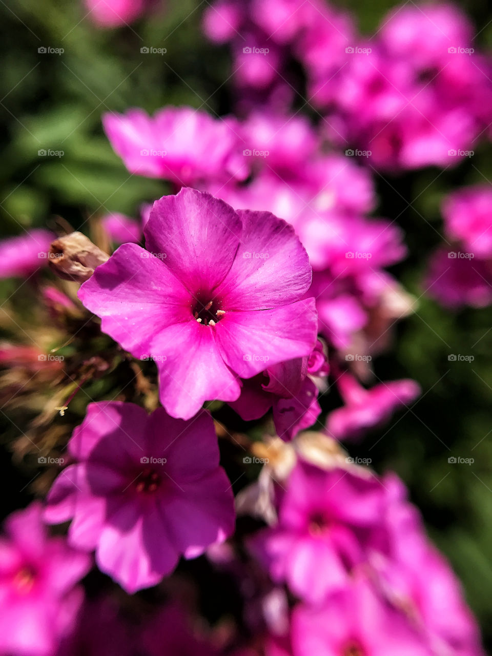 Beautiful flowers 