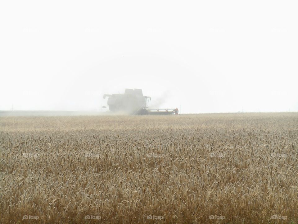 Wheat, Cereal, Agriculture, Landscape, Farm