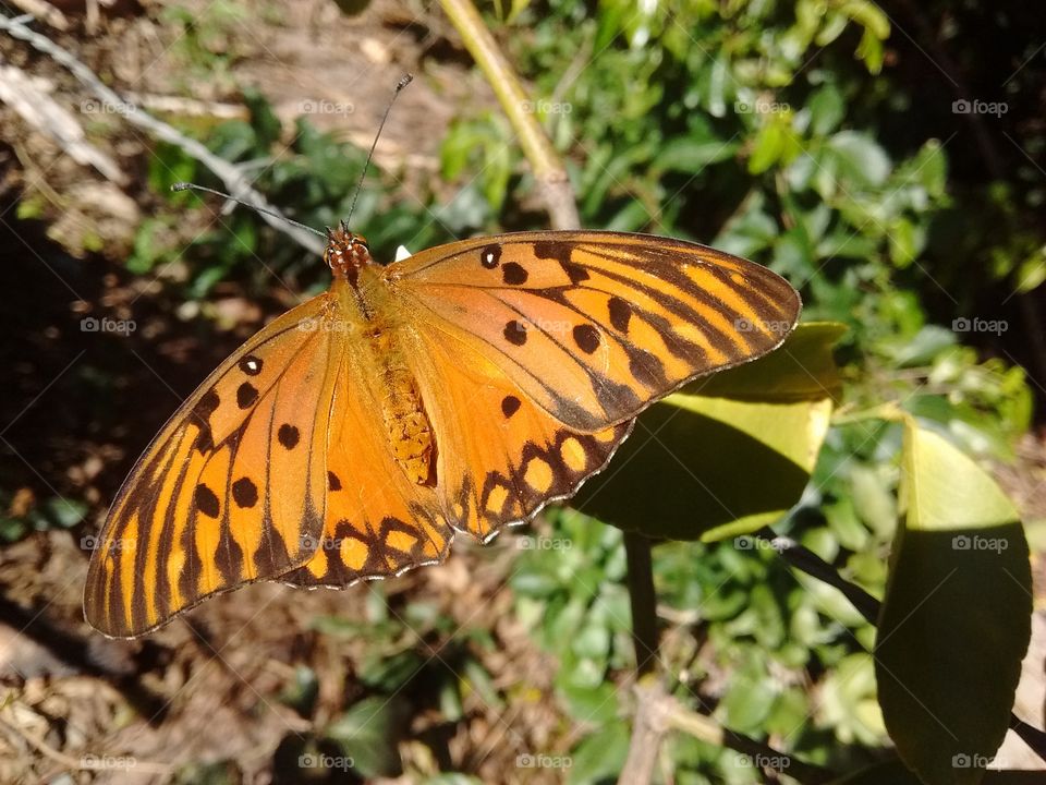 Garden butterflies