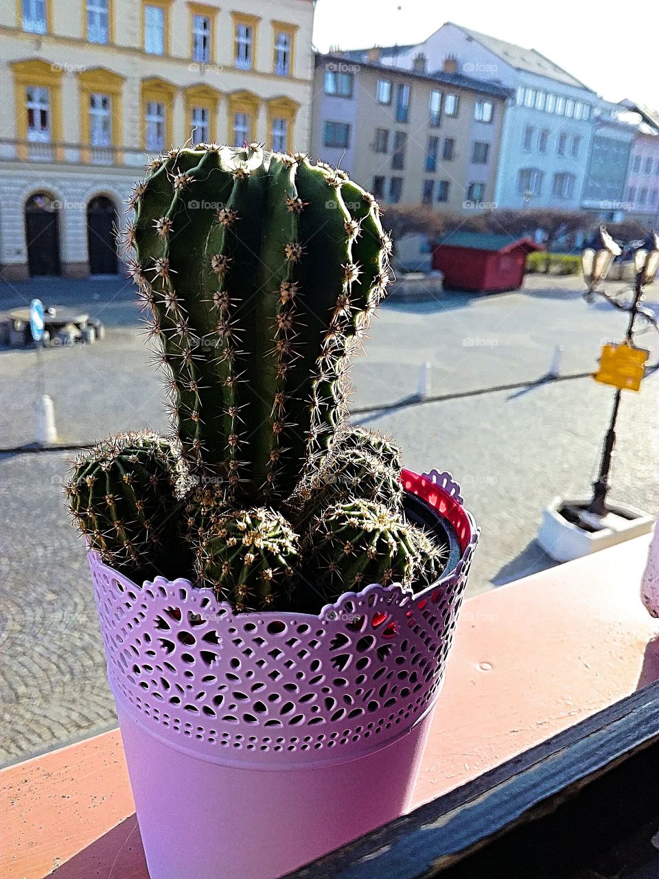 cactus