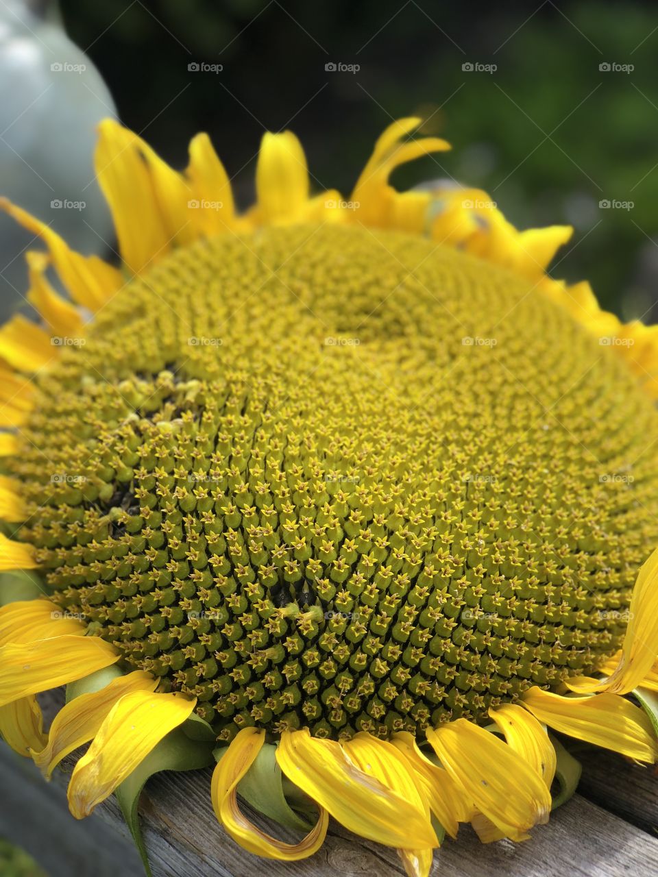 Sunflowers 🌻