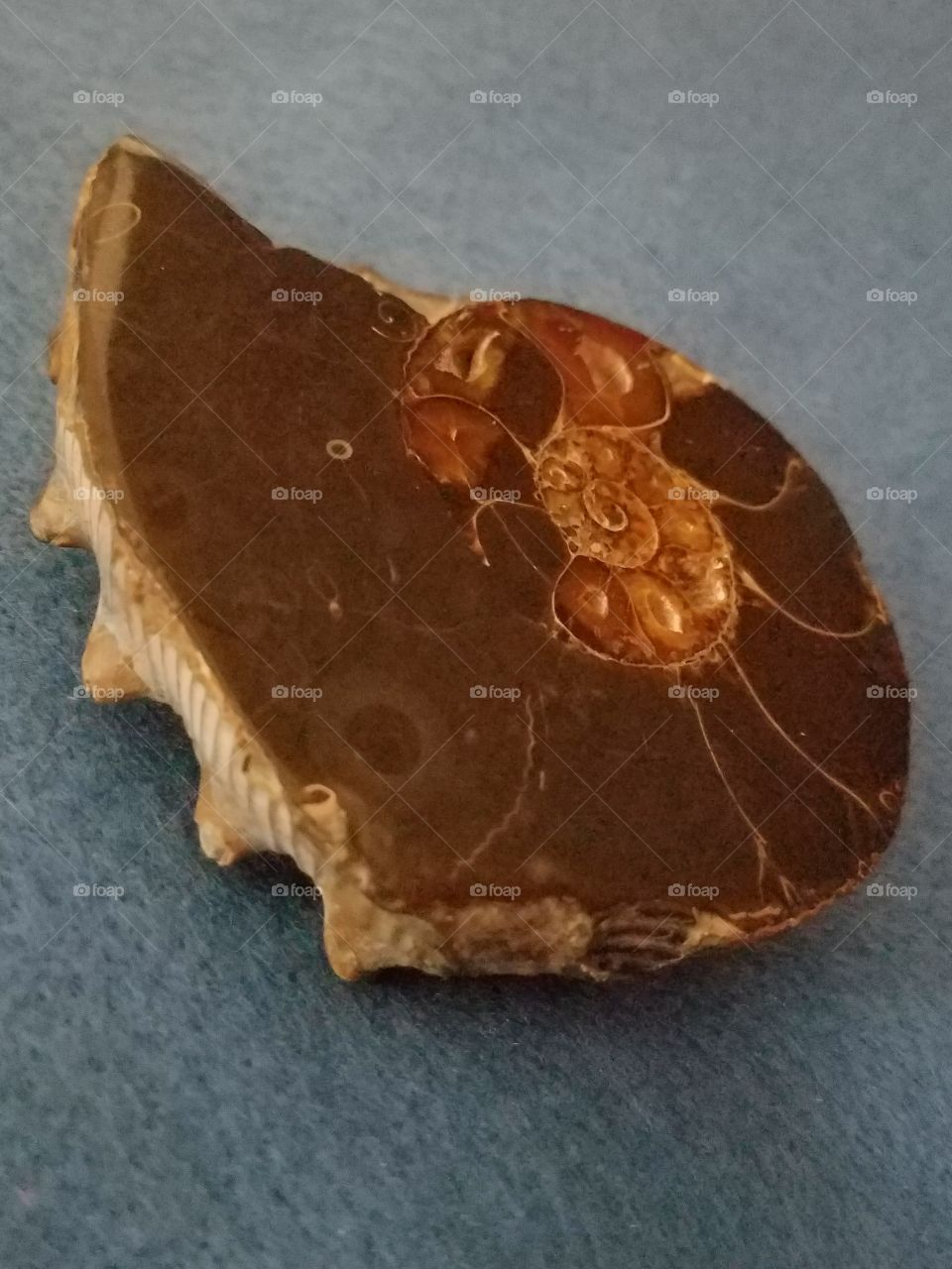 Close-up of Ammonite