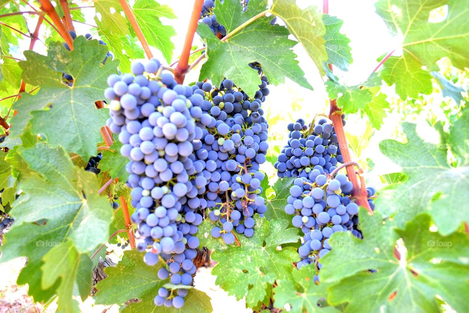 Vino Grapes