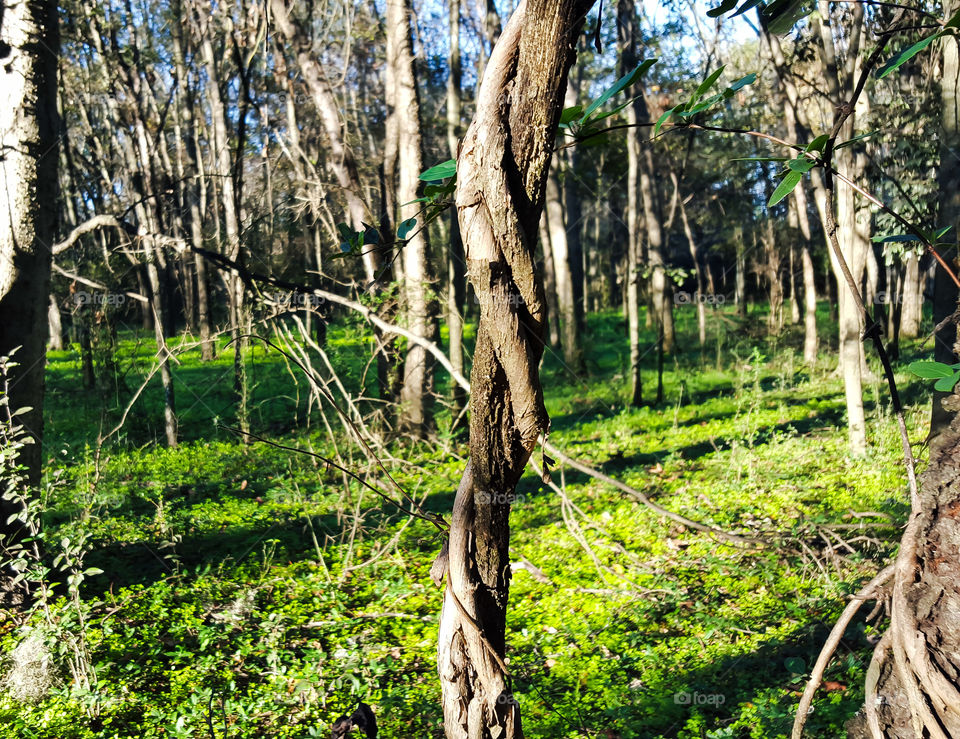 Wood, Tree, Nature, Flora, Leaf