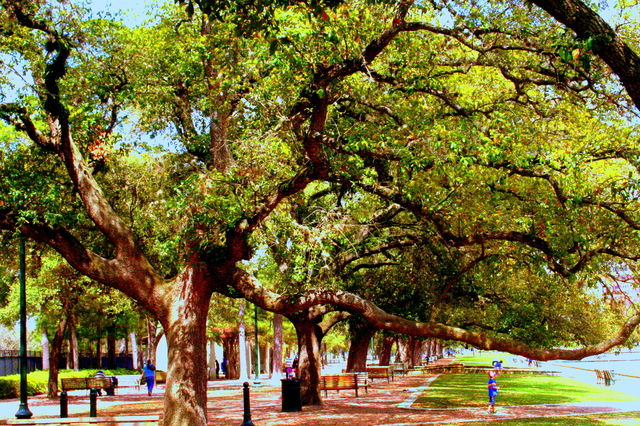 tree