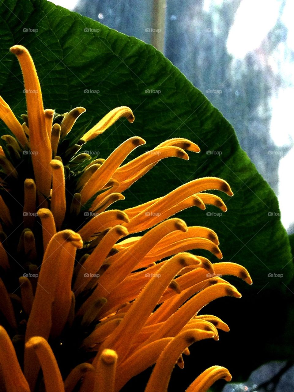 Yellow flower in bloom