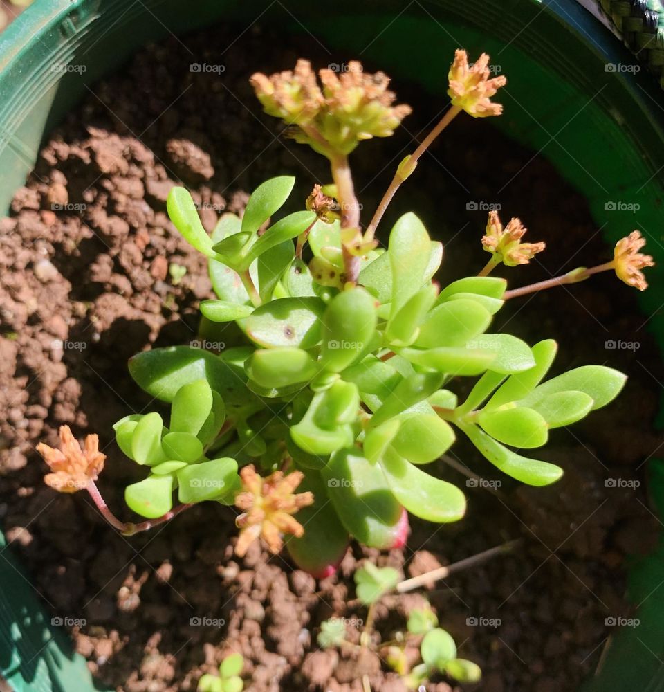 Flowers are like a medicine it could make people happy and healthy.