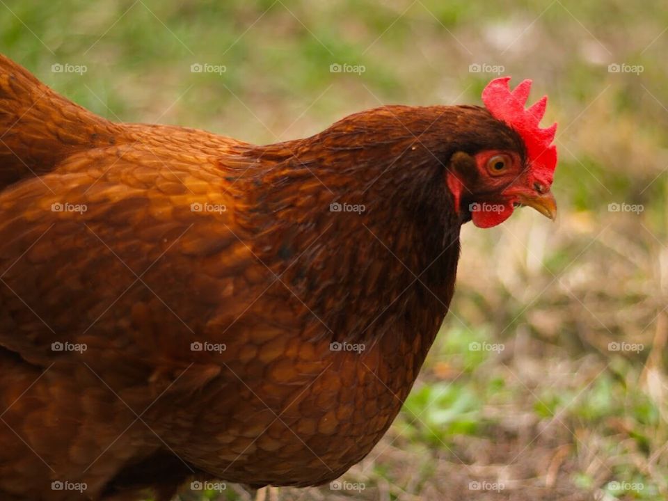 Hen