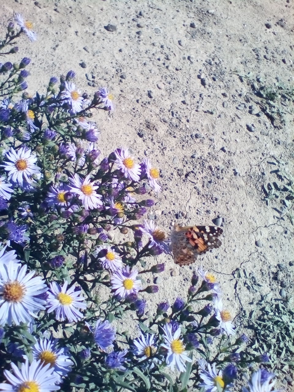 flowers and butterflies