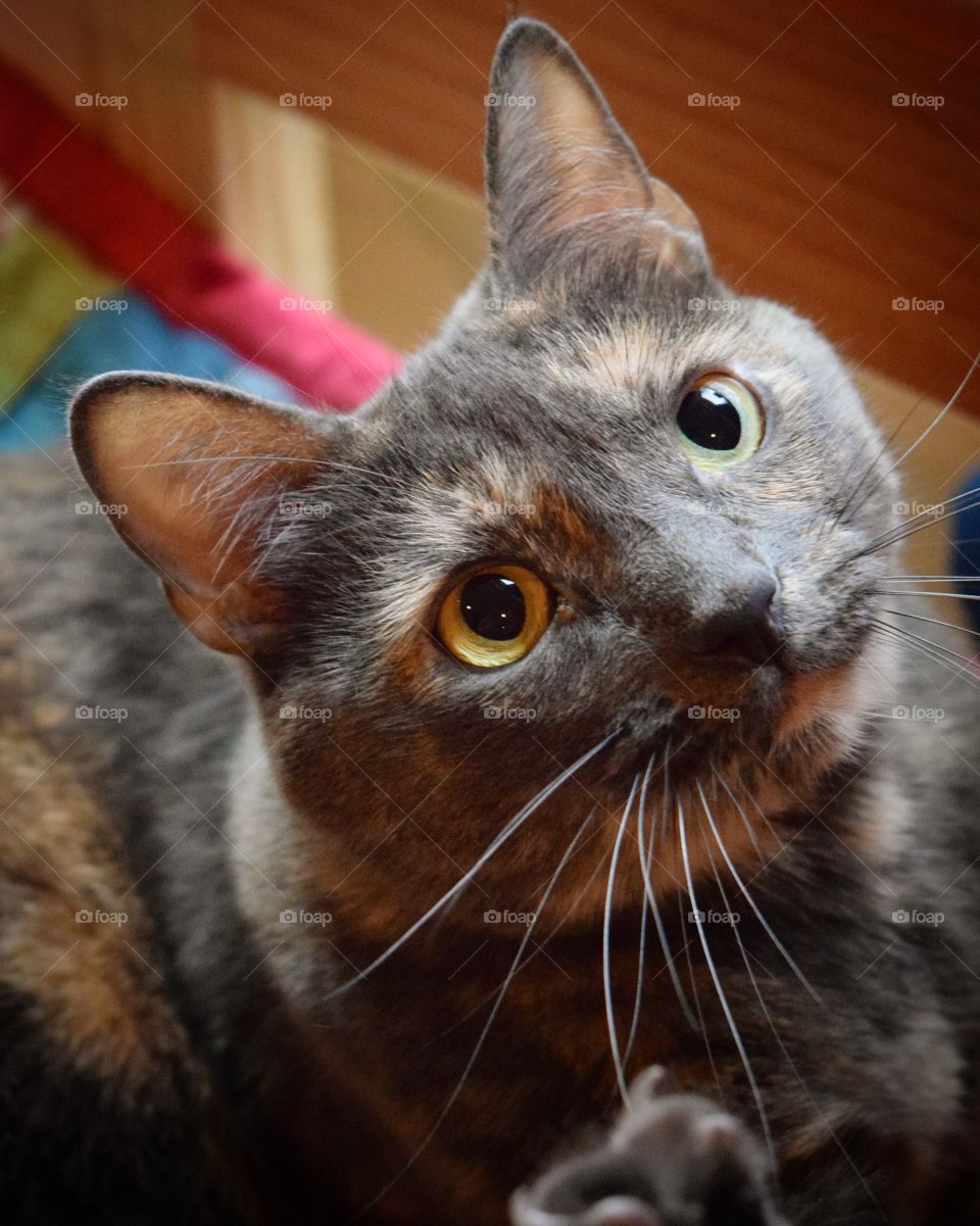 Maya Girl is so sweet! She is such a sweetheart! And, she has dashing good looks to go with her sweetness!