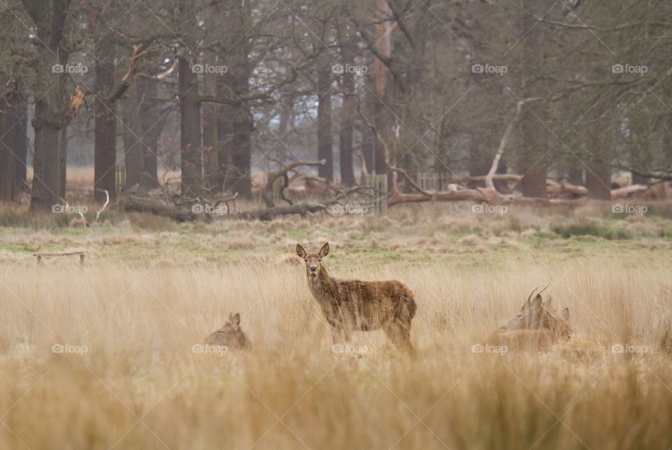 A beautiful deer in the park. Richmond park in London. Sweet animal portrait.